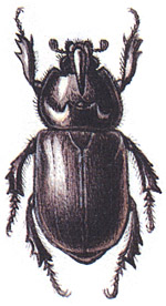 Обыкновенный жук-носорог