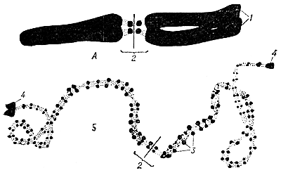 Морфология одной и той же хромосомы в метафазе митоза (А) и в профазе мейоза (Б)