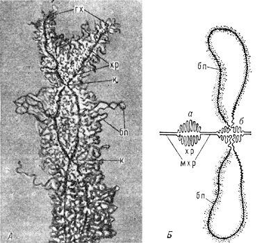 структура хромосом типа ламповых щёток (из женских половых клеток тритона) в профазе мейоза