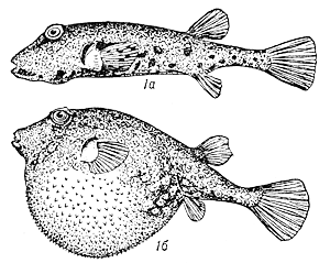 Флоридская собака-рыба (Sphoeroides nephelus)