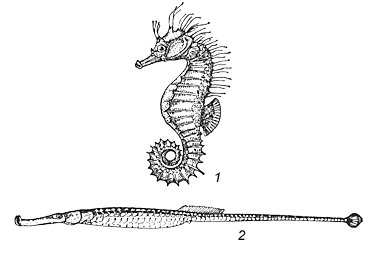 1 — морской конек (Hippocampus guttulatus); 2 — длиннорылая игла-рыба (Syngnathus typhle).