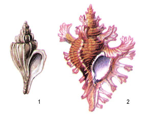 1 — решетчатый трофон (Trophon clathratus), 2 — мурекс пальма-роза (Murex palmarosae)