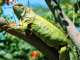 Игуана (Iguana iguana)