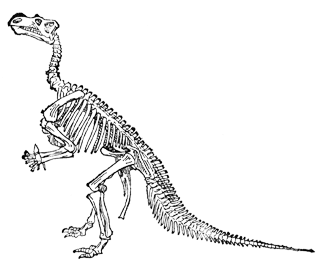 Скелет игуанодонта (Iguanodon bernissartensis)