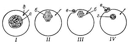 Схема типов строения ядра у яиц разных, групп животных