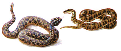 Обыкновенный щитомордник (Agristrodon halys) и гремучая змея (Crotalus horridus)