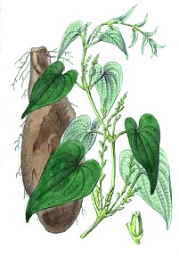 Ямс китайский (Dioscorea batatus)
