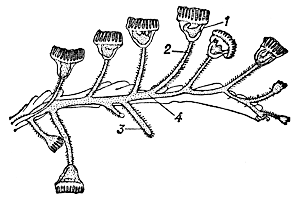 Часть колония Pedicellina cernua