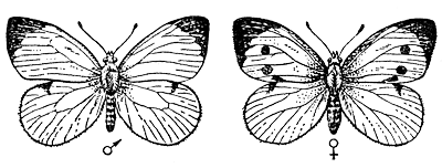 Капустная белянка: самец и самка