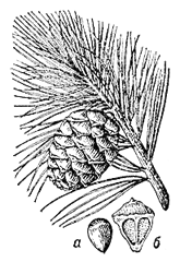 Кедровая сосна сибирская, ветка с шишкой
