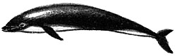 Северный дельфин Lissodelphis borealis