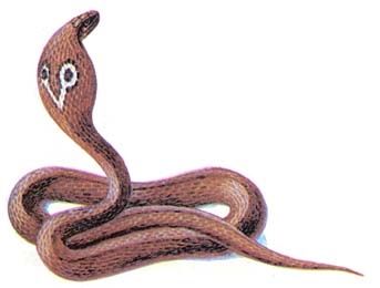 Индийская кобра, или очковая змея Naja naja