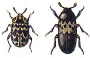 Музейный жук (Anthrenus museorum) и ветчинный кожеед (Dermestes lardarius)