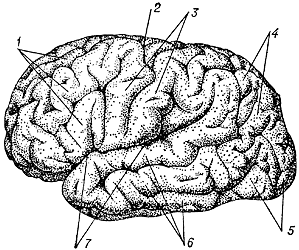 оверхность коры головного мозга человека (вид сбоку)