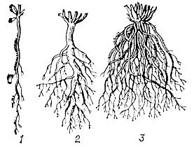 Типы  корневой системы растений