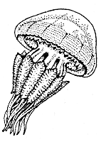 Корнеротая медуза Rhizostoma pulmo