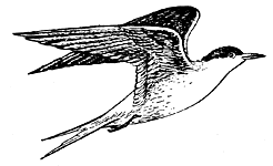 Речная крачка (Sterna hirundo) 
