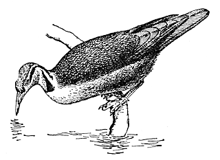Лапчатоног Podica senegalensis