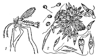 Москит Phlebotomus papatasii переносчик лейшманий и жгутиковые формы лейшманий в культуре