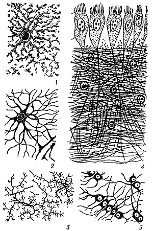 Различные формы клеток нейроглии
