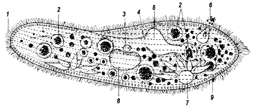 Схема строения Paramecium caudatum