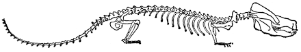 Скелет териодонта Oligokyphus