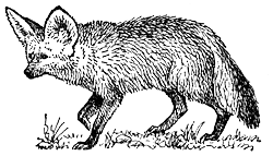 Ушастая лисица