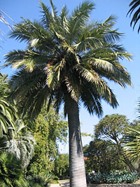 Юбея чилийская, или слоновая пальма (Jubaea chilensis)