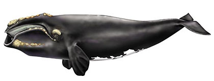Южный кит Eubalaena glacialis
