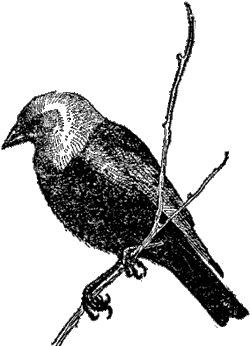 Воловья птица Molothrus ater