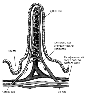 Строение ворсинки тонкого кишечника