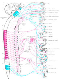 Схема строения и связей вегетативной нервной системы человека