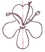 Зигоморфный цветок 