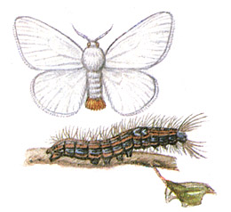 Златогузка (Euproctis chrysorrhoea) и ее гусеница