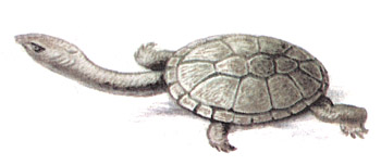 Австралийская змеиношейная черепаха (Chelodina longicollis)