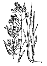 3убровка душистая (Hierochloe odorata) 