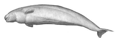 Белуха Delphinapterus leucas
