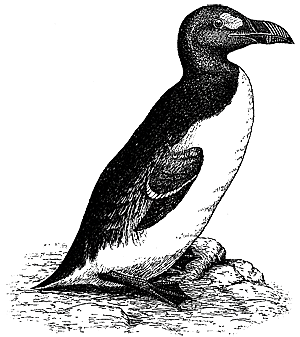 Бескрылая гагарка Pinguinus impennis 