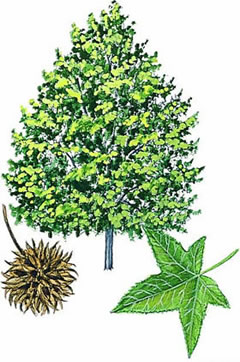 Американский ликвидамбар смолоносный, или амбровое дерево (L. styraciflua)