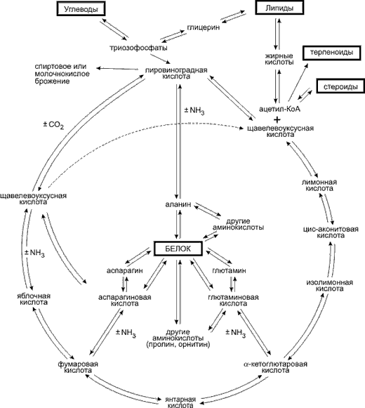 Схема стадий обмена веществ