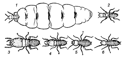 Один вид муравьем может иметь несколько форм тела