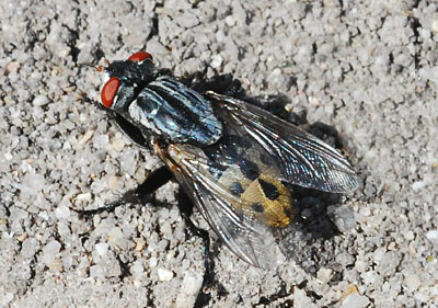 Вольфартова муха (Wohlfahrtia magnified) 