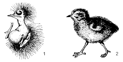 Птенцы птенцовой (1) и выводковой (2) птицы