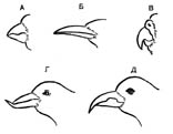 формы клюва у птиц в норме и патологии
